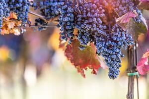 Blue bunches of grapes of the Alibernet variety in the vineyard photo