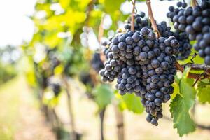 manojo de oscuro uvas colgando en vides dentro el viñedo foto