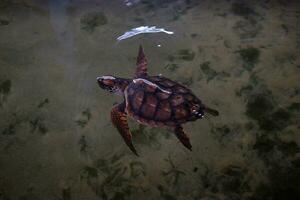 A reptiles turtles swims in the pool. photo