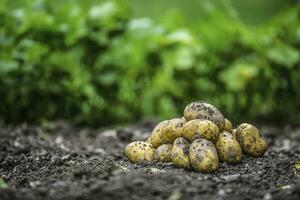 Fresh potatoes which are free lying on the soil. photo