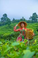 a tea leaf farmer is enjoying the view of the tea garden while holding a basket photo