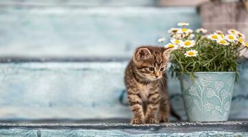 A little tabby kitten hiding behind a bucket full of flowers on staircase photo