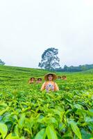 un grupo de té recolectores en pie en el medio de un té jardín a trabajo foto