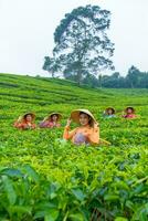 a group of tea pickers standing in the middle of a tea garden at work photo