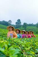 a group of tea garden farmers are marching amidst the green tea leaves photo