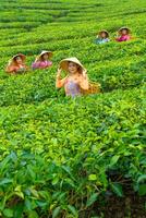 a group of tea pickers standing in the middle of a tea garden at work photo