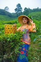 a tea picker posing among the tea gardens with a basket and a bamboo hat early photo