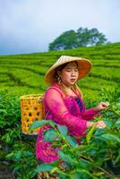 a woman in a traditional pink dress is picking tea leaves very cheerfully photo