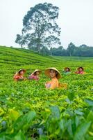 un grupo de té recolectores en pie en el medio de un té jardín a trabajo foto