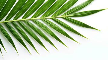 Closeup of palm leaf on white background. silhouette concept photo