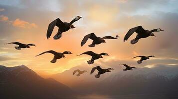 V formation flight of migrating greylag geese. silhouette concept photo