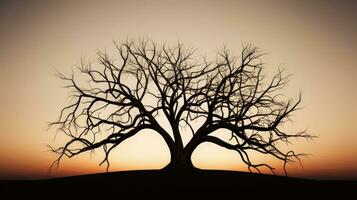 bald tree limb. silhouette concept photo