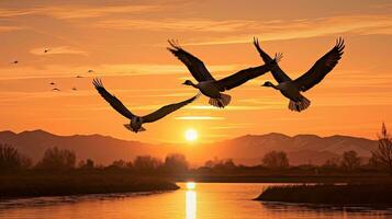 Canadian geese flying over wildlife refuge in California during sunset. silhouette concept photo