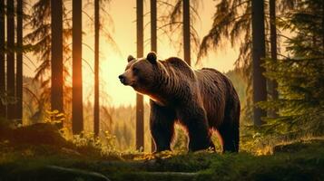 ursus arctos en natural habitat durante verano temporada con verde bosque antecedentes a puesta de sol. silueta concepto foto