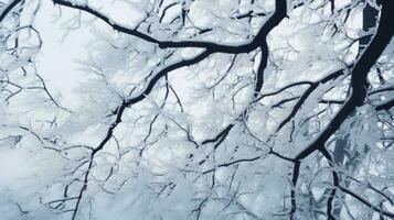 Snow covered tree branch. silhouette concept photo