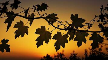 Silhouette of grape leaves at sunset photo