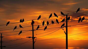 muchos aves en eléctrico poder línea. silueta concepto foto