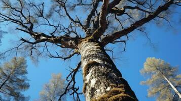 bajo ángulo Disparo de sin hojas roble árbol en contra azul cielo temprano finlandés primavera naturaleza conservación. silueta concepto foto