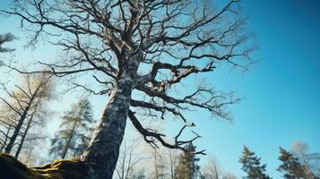 bajo ángulo Disparo de sin hojas roble árbol en contra azul cielo temprano finlandés primavera naturaleza conservación. silueta concepto foto