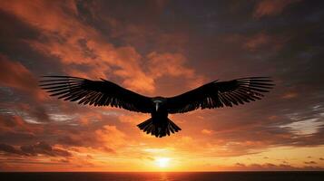 Galapagos sky holds a Frigate bird in flight. silhouette concept photo