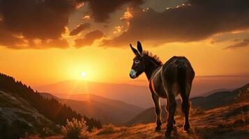 Burro observando puesta de sol en Bulgaria y sus único europeo forma. silueta concepto foto