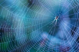 Mañana gotas de Rocío en un araña web. telaraña en Rocío gotas. hermosa colores en macro naturaleza foto