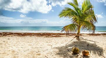 A palm tree, coconuts on the sandy beach and seaweed ashore with calm sea and blue skies with couple of clouds in tropics photo