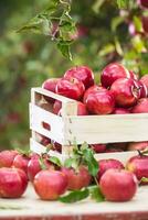 Fresh ripe red apples in wooden crate on garden table photo