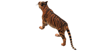 Tiger isolated on a Transparent Background png