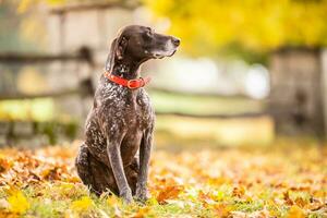 gsp perro mirando a un lado mientras sentado en un parque durante un otoño día foto