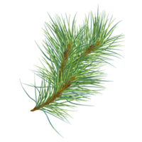 Pine branch digital watercolor style illustration. Cedar tree, conifer hand drawn. Element for Christmas design, invitation, card, 2023 new year design, holiday print. png