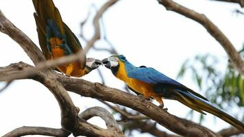 adulto azul y amarillo guacamayo video