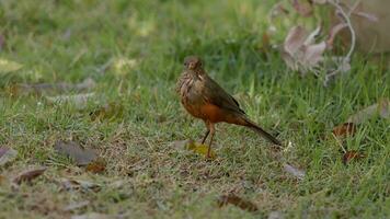 Adult Rufous-bellied Thrush Bird video