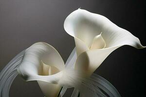 Plant beauty nature flower flora lily wedding blossom white calla photo