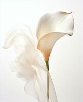 Wedding beauty flower nature plant white calla green lily flora blossom photo