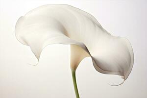 Calla beauty white photo