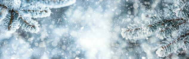 Pine tree branches covered frost in snowy atmosphere. Winter panoramic banner with snowy pine branches photo