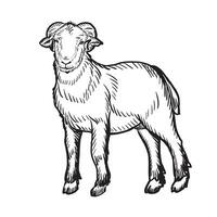 ram lamb cartoon hand drawn sketch Domestic livestock Vector illustration