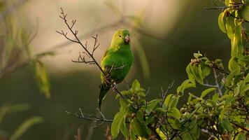 Yellow chevroned Parakeet video