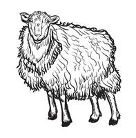 Vector antique engraving drawing illustration of sheep