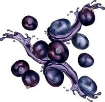 Acai berries on juice splash watercolor illustration isolated on white. Exotic amazon small purple berries levitation hand drawn. Design element for wrapping, packaging, label, kitchen utensil vector