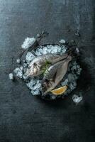 Raw mediterranean fish bream in ice with rosemary and lemon photo