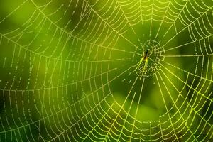 Morning drops of dew in a spider web. Cobweb in dew drops. Beautiful colors in macro nature photo