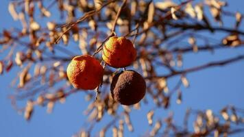 död- mandarin träd med många torr frukt video