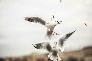 gaviotas luchando terminado comida en el aire en el ciudad foto