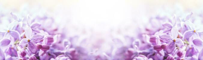 Romantic floral background with purple or violet lilac flowers photo