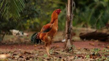 male rooster farm animal on the ground video