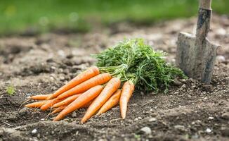 Bunch of fresh carrots freely lying on soil in garden photo
