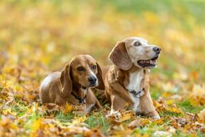 Two dogs obediently sit in the park in autumn leaves photo