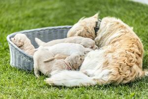 el madre perro es alimentación su recién nacido cachorros foto